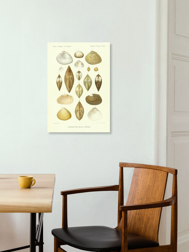 'Vintage Illustration Shells 11' – Wall Art by Vintage Nature Graphics as Poster or Acrylic Glass Print