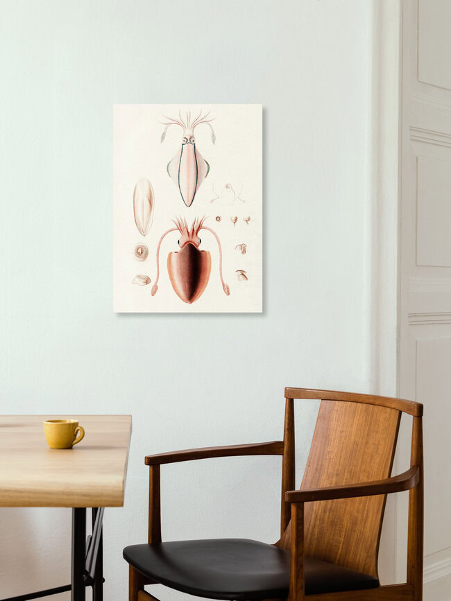 Wandbild 'Vintage Illustration Tintenfisch' – Kunst von Vintage Nature Graphics als Poster oder Acrylglasbild