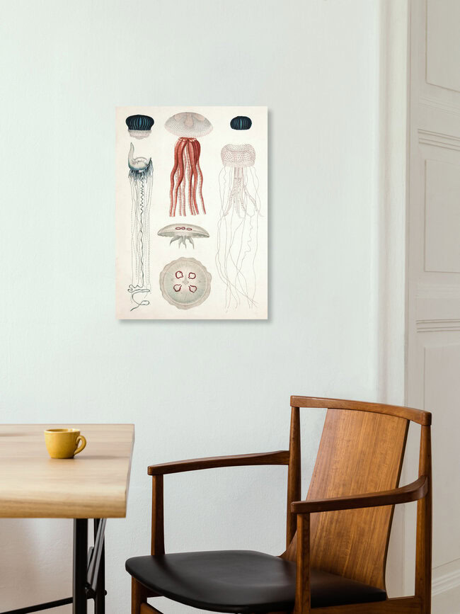 Wandbild 'Vintage Illustration von Quallenarten' – Kunst von Vintage Nature Graphics als Poster oder Acrylglasbild