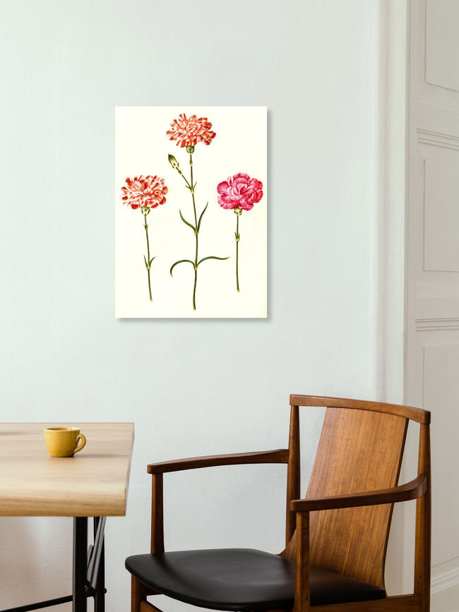 'Three carnations, vintage illustration' – Wall Art by Vintage Nature Graphics as Poster or Acrylic Glass Print