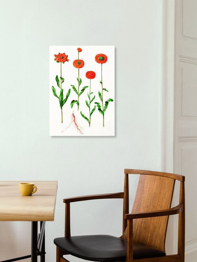 'Vintage illustration Calendula officinalis' – Wall Art by Vintage Nature Graphics as Poster or Acrylic Glass Print
