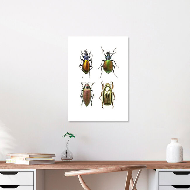 Rarity Cabinet Insect Beetles 4, Niederlande – Fotokunst von Marielle Leenders als Poster oder Acrylglasbild