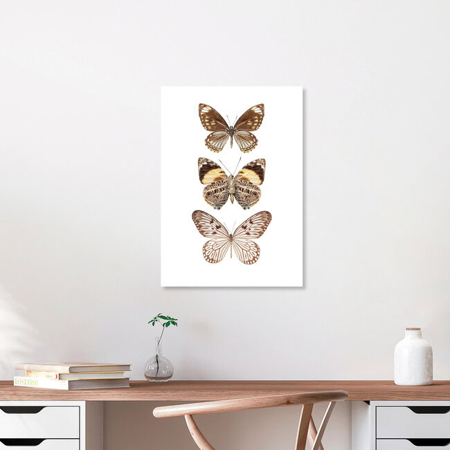 Rarity Cabinet Butterflies, brown 3, Niederlande – Fotokunst von Marielle Leenders als Poster oder Acrylglasbild