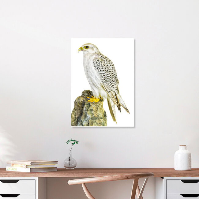 Rarity Cabinet Bird Hawk, Niederlande – Fotokunst von Marielle Leenders als Poster oder Acrylglasbild