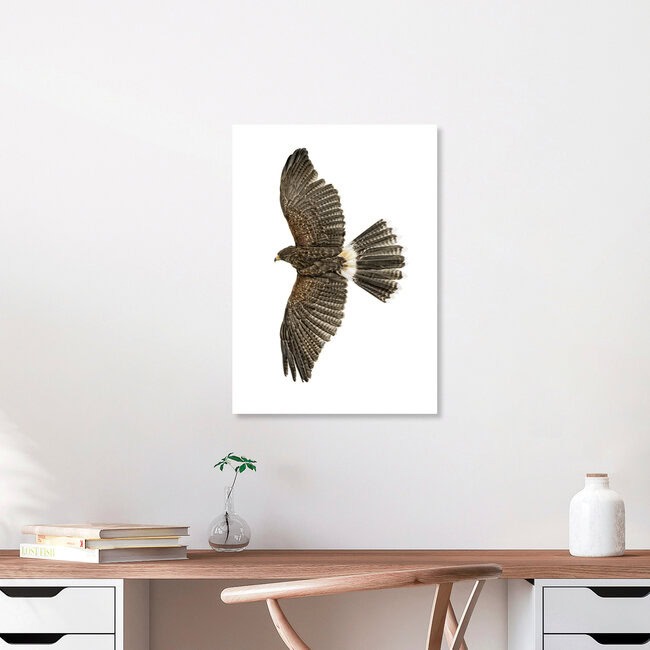 Rarity Cabinet Bird Eagle, Niederlande – Fotokunst von Marielle Leenders als Poster oder Acrylglasbild