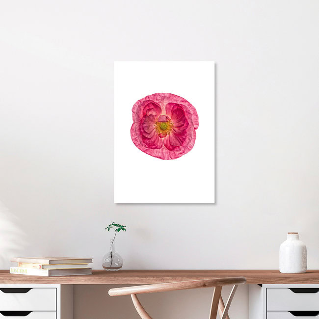 Rarity Cabinet Flower Poppy 1, Niederlande – Fotokunst von Marielle Leenders als Poster oder Acrylglasbild