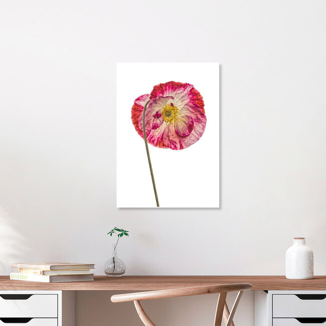 Rarity Cabinet Flower Poppy 2, Niederlande – Fotokunst von Marielle Leenders als Poster oder Acrylglasbild