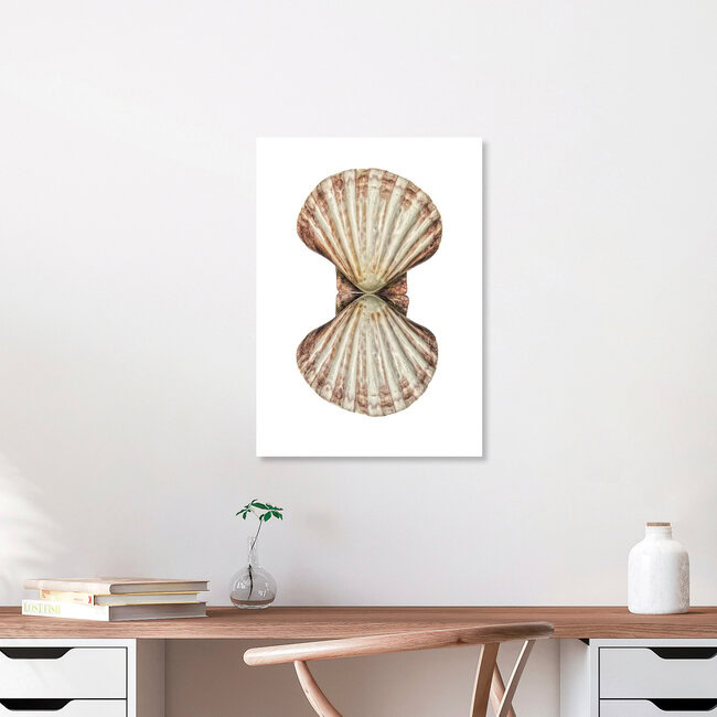 Rarity Cabinet Shell Double, Niederlande – Fotokunst von Marielle Leenders als Poster oder Acrylglasbild