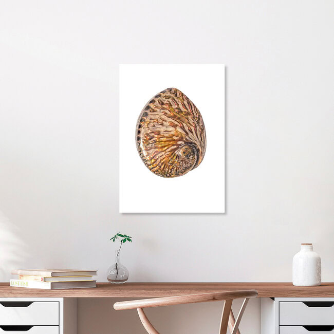 Rarity Cabinet Shell Pink, Niederlande – Fotokunst von Marielle Leenders als Poster oder Acrylglasbild