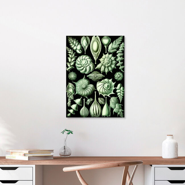 Wandbild 'Thalamophora' – Kunst von Vintage Nature Graphics als Poster oder Acrylglasbild