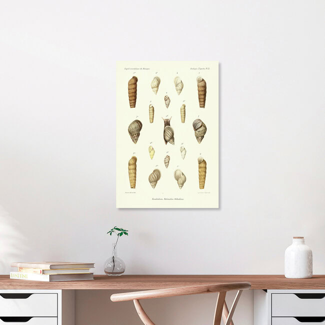 Wandbild 'Vintage Illustration Muscheln 14' – Kunst von Vintage Nature Graphics als Poster oder Acrylglasbild