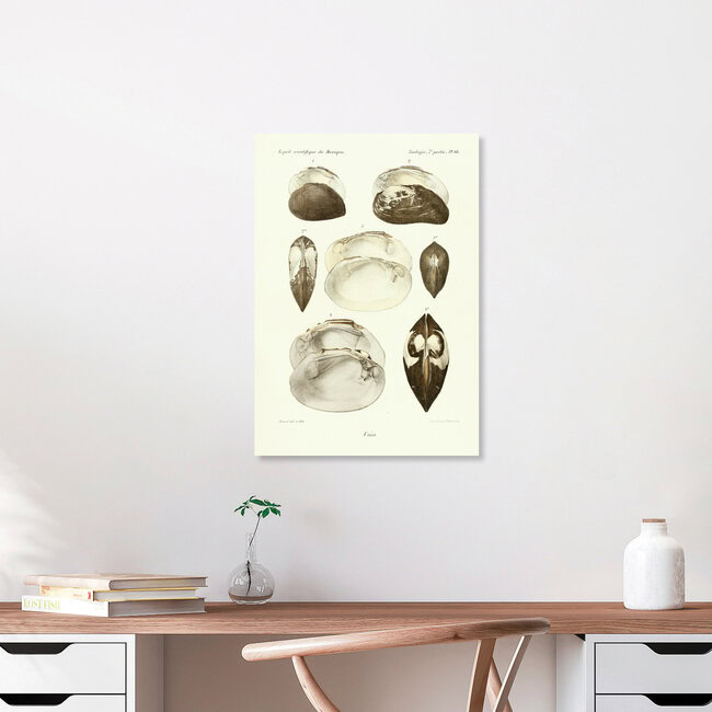 Wandbild 'Vintage Illustration Muscheln 12' – Kunst von Vintage Nature Graphics als Poster oder Acrylglasbild