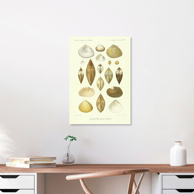 'Vintage Illustration Shells 11' – Wall Art by Vintage Nature Graphics as Poster or Acrylic Glass Print