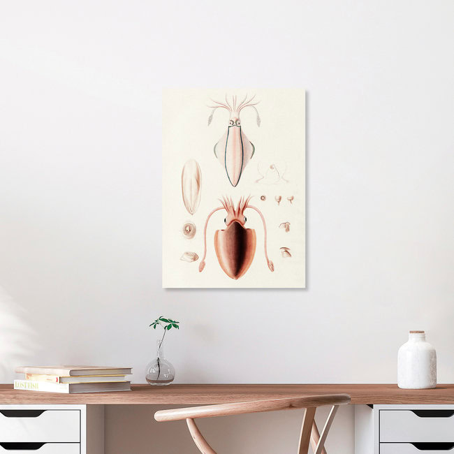 Wandbild 'Vintage Illustration Tintenfisch' – Kunst von Vintage Nature Graphics als Poster oder Acrylglasbild