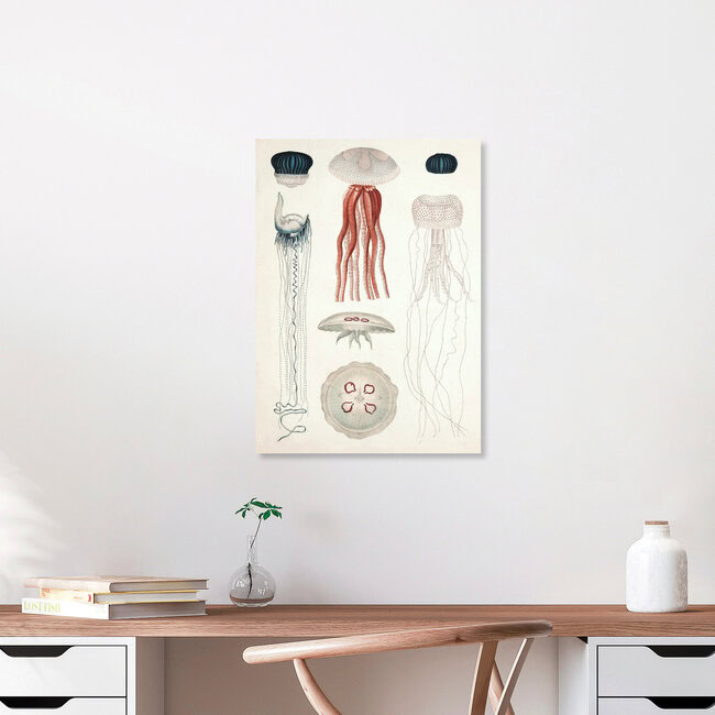 Wandbild 'Vintage Illustration von Quallenarten' – Kunst von Vintage Nature Graphics als Poster oder Acrylglasbild