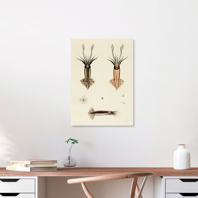 'Vintage Illustration Onychoteuthis Rutilus / Onychoteuthis Brevimanus' – Wall Art by Vintage Nature Graphics as Poster or Acrylic Glass Print
