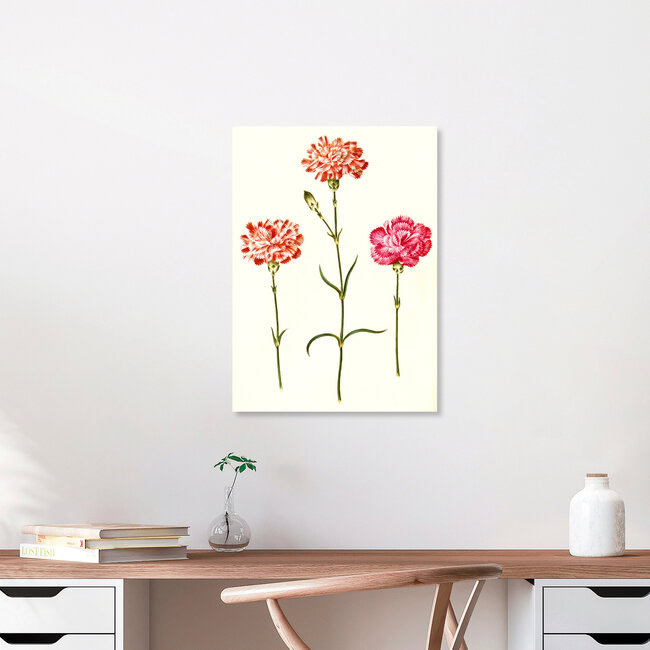 'Three carnations, vintage illustration' – Wall Art by Vintage Nature Graphics as Poster or Acrylic Glass Print