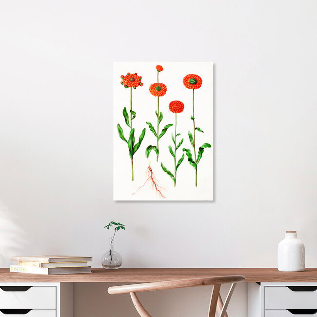'Vintage illustration Calendula officinalis' – Wall Art by Vintage Nature Graphics as Poster or Acrylic Glass Print