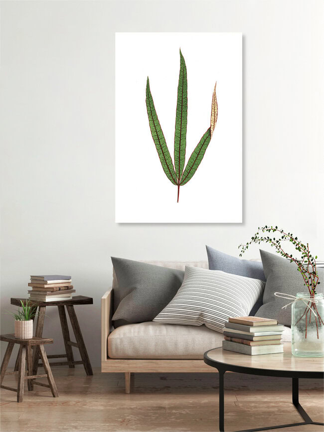 'Benjamin Fawcett: Terminalia elegans' – Wall Art by Vintage Nature Graphics as Poster or Acrylic Glass Print