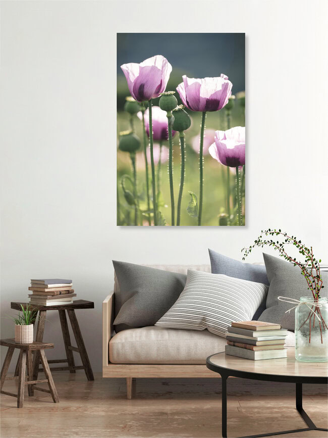 Field with blue poppies, Germany – wall art by Nadja Jacke as Poster or Acrylic Glass Print