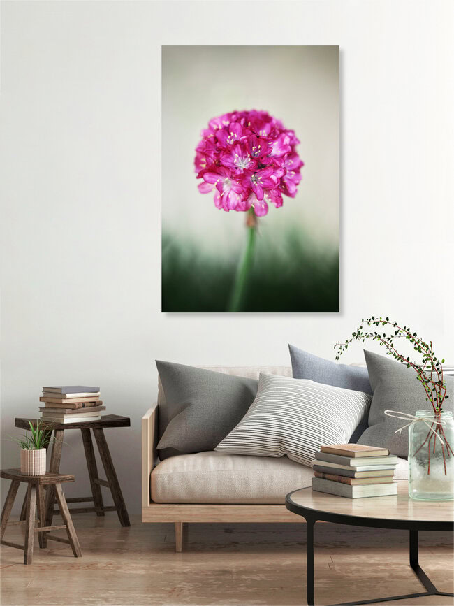 Pinke Schönheit, Deutschland – Fotokunst von Manuela Deigert als Poster oder Acrylglasbild