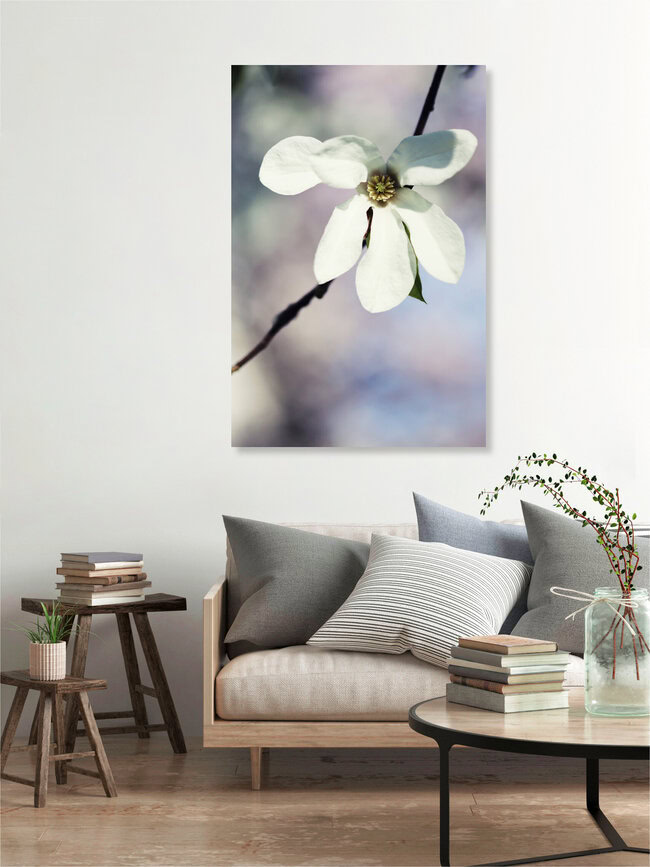 Sternmagnolie, Deutschland – Fotokunst von Manuela Deigert als Poster oder Acrylglasbild