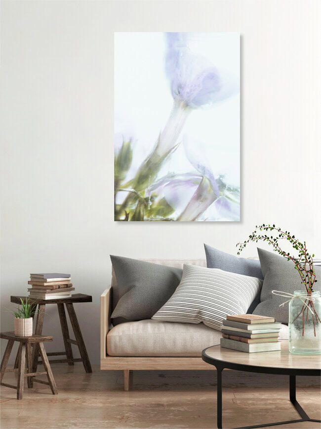 Phlox unter Eis, Deutschland – Fotokunst von Marc Heiligenstein als Poster oder Acrylglasbild