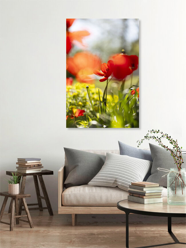 Rote Tulpen im Frühlingslicht mit weichem Hintergrund, Deutschland – Fotokunst von Nadja Jacke als Poster oder Acrylglasbild