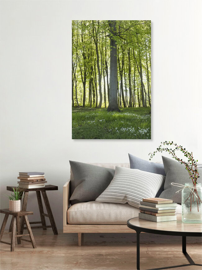 Spring Forest with Chickweed Blossoms and Fresh Foliage, Denmark – wall art by Nadja Jacke as Poster or Acrylic Glass Print