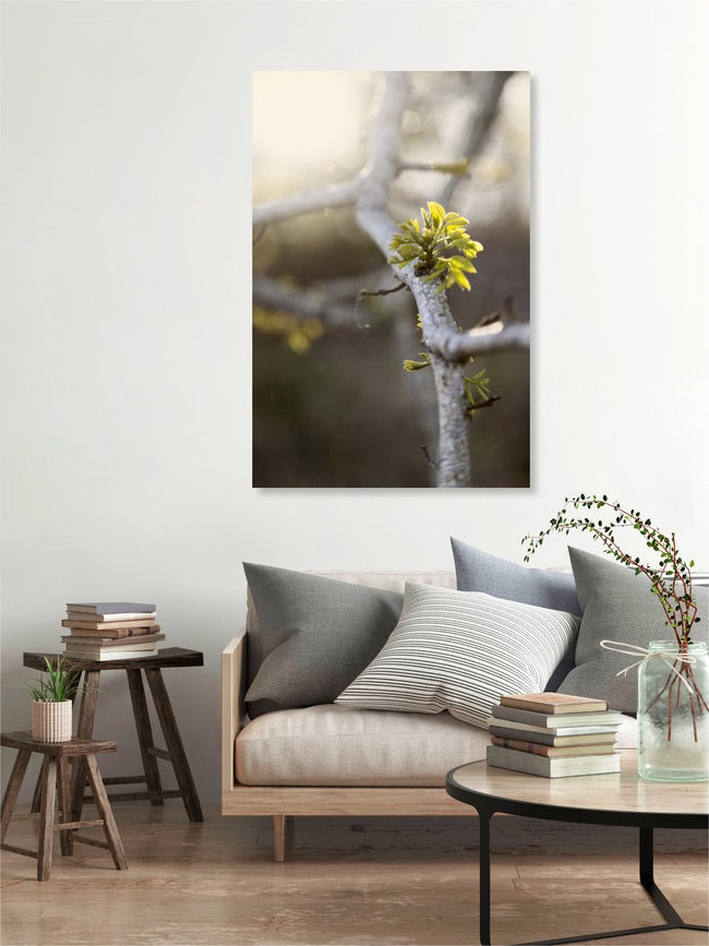 Young Ash Shoot in Evening Light, Germany – wall art by Nadja Jacke as Poster or Acrylic Glass Print