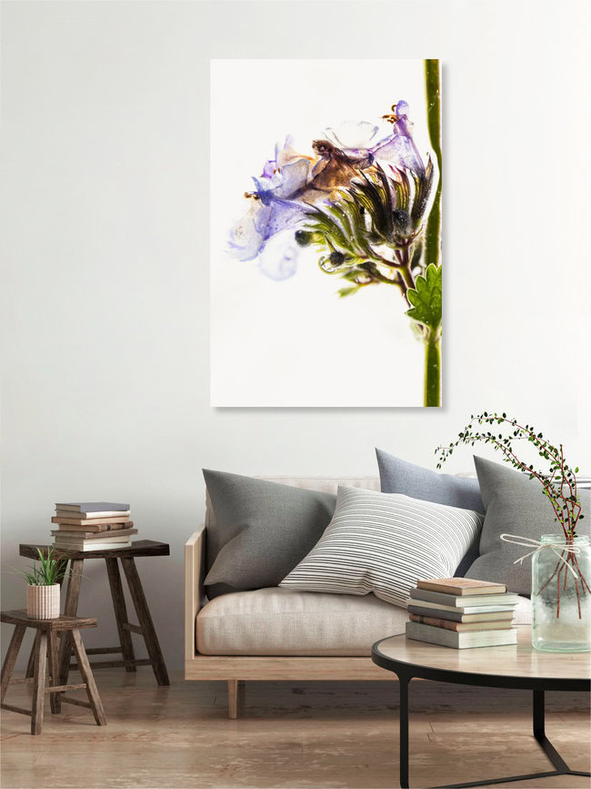 Blüten der Katzenminze in Eis, Deutschland – Fotokunst von Marc Heiligenstein als Poster oder Acrylglasbild