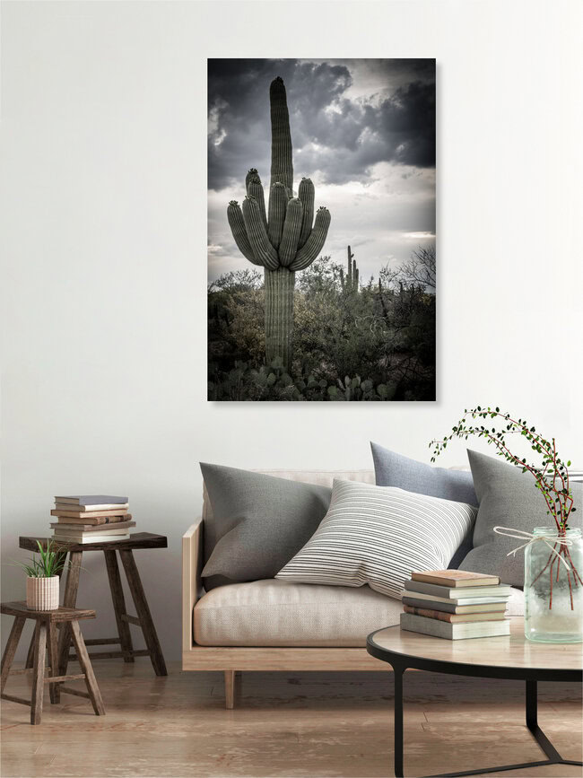 Giant Cactus, United States – wall art by Marc Rasmus as Poster or Acrylic Glass Print