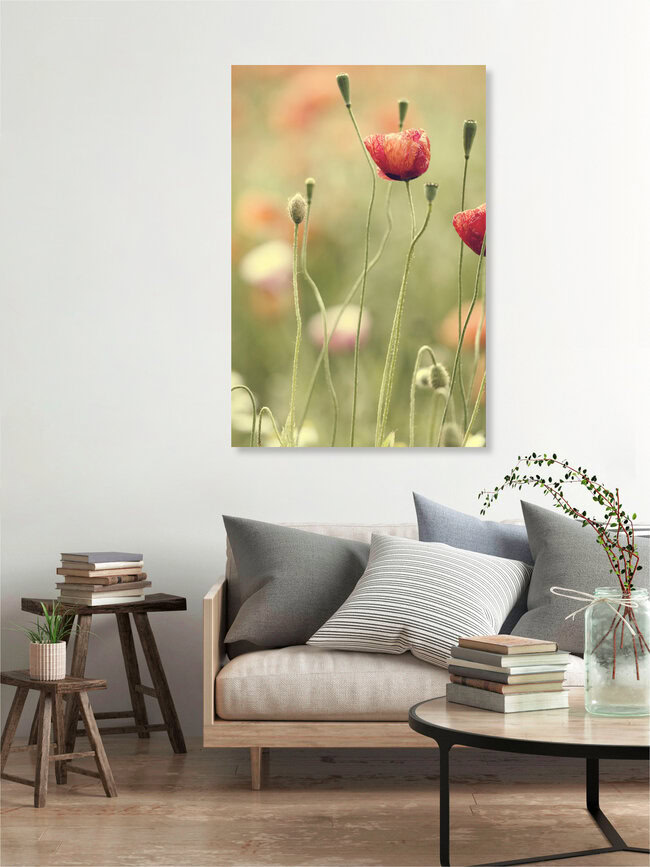 Mohnblumen im Sommer, Deutschland – Fotokunst von Nadja Jacke als Poster oder Acrylglasbild