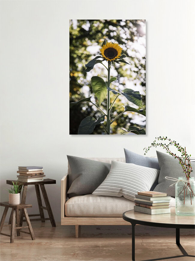 Sonnenblume in der Herbstsonne, Deutschland – Fotokunst von Nadja Jacke als Poster oder Acrylglasbild
