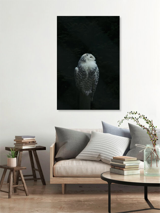 Schnee-Eule, Deutschland – Fotokunst von Nadja Jacke als Poster oder Acrylglasbild