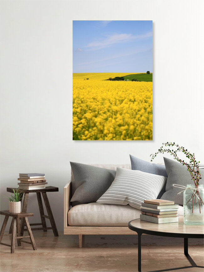 Rapsfeld, Deutschland – Fotokunst von Jens Berger als Poster oder Acrylglasbild