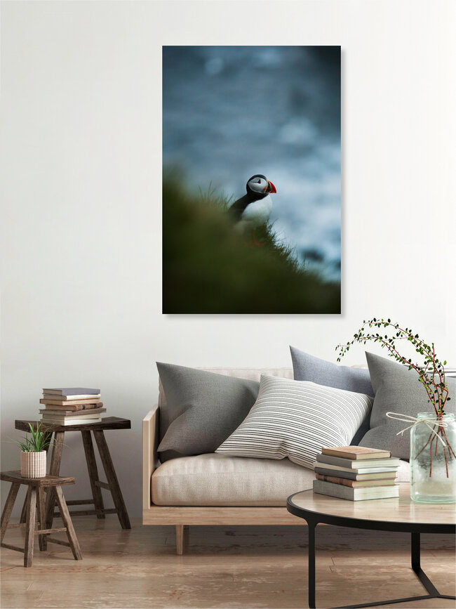 Papageientaucher in Island, Island – Fotokunst von Marina Weishaupt als Poster oder Acrylglasbild