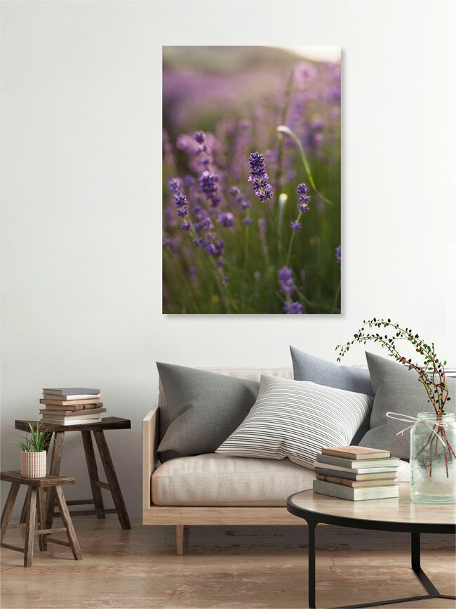 Blühender Lavendel in der Sommersonne, Deutschland – Fotokunst von Nadja Jacke als Poster oder Acrylglasbild