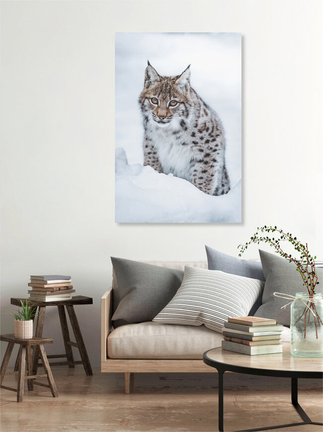 Little Lynx, Germany – wall art by Patrick Monatsberger as Poster or Acrylic Glass Print
