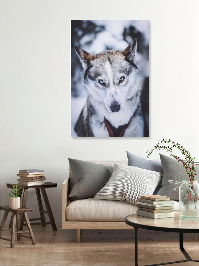 Iris-Heterochromie, Finnland – Fotokunst von Patrick Monatsberger als Poster oder Acrylglasbild
