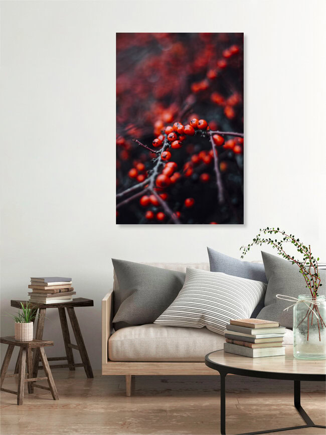 red berries of the firethorn in the winter, Germany – wall art by Nadja Jacke as Poster or Acrylic Glass Print