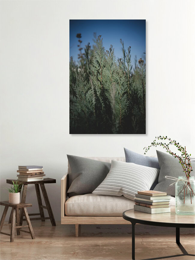 Immergrün I, Deutschland – Fotokunst von Stephanie Hagenstein als Poster oder Acrylglasbild