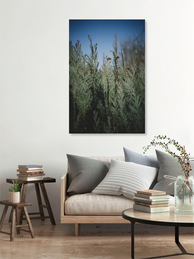 Evergreen II, Germany – wall art by Stephanie Hagenstein as Poster or Acrylic Glass Print