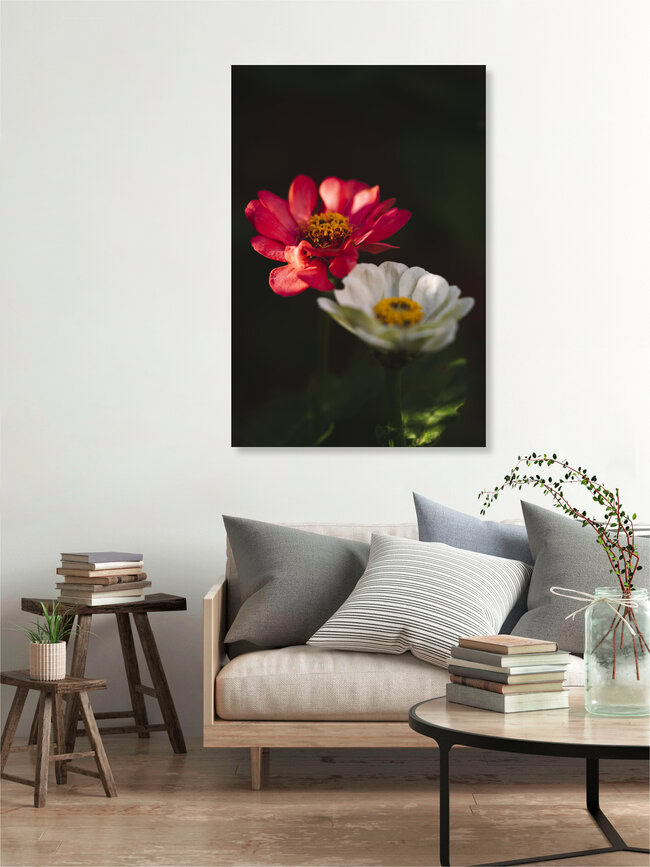 Zinnien Sommerblumen, Deutschland – Fotokunst von Nadja Jacke als Poster oder Acrylglasbild