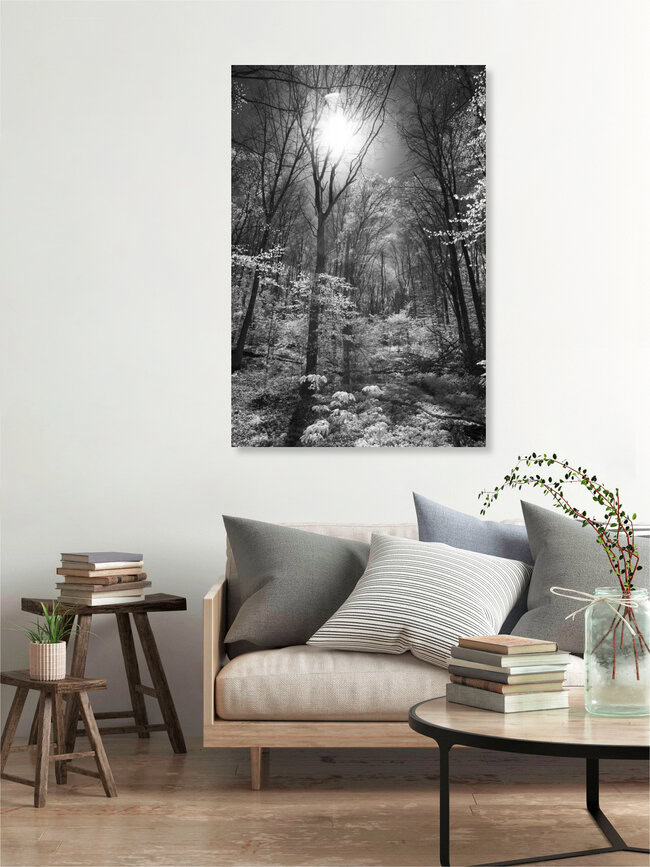 Märchenwald, Deutschland – Fotokunst von Darius Ortmann als Poster oder Acrylglasbild
