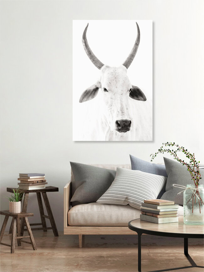 White Cow, Indien – Fotokunst von Victoria Frost als Poster oder Acrylglasbild