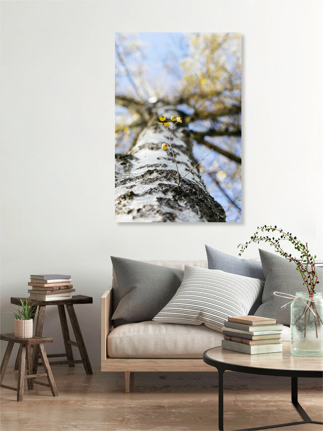 Birkenzweig am Stamm, Deutschland – Fotokunst von Nadja Jacke als Poster oder Acrylglasbild