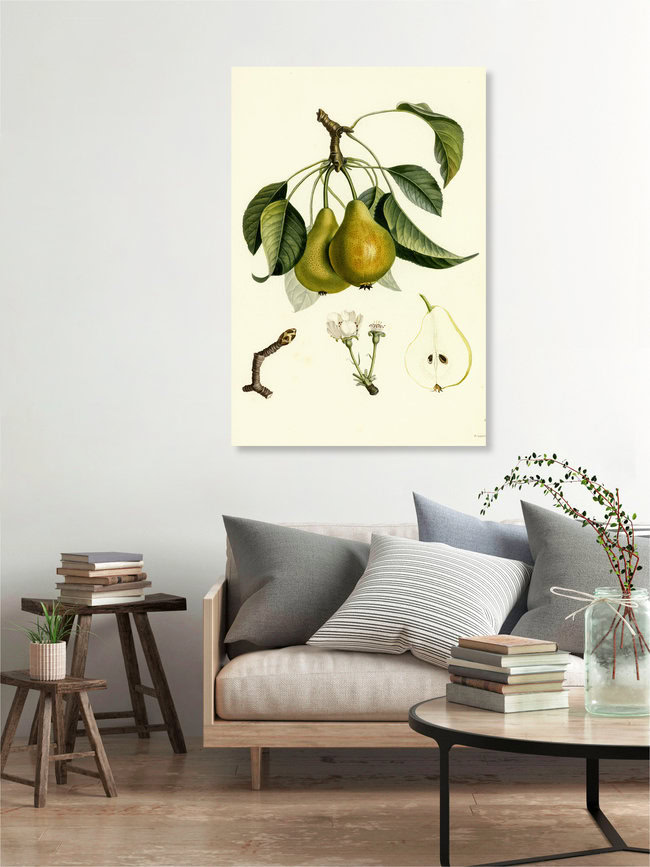 'Vintage illustration pears 2' – Wall Art by Vintage Nature Graphics as Poster or Acrylic Glass Print