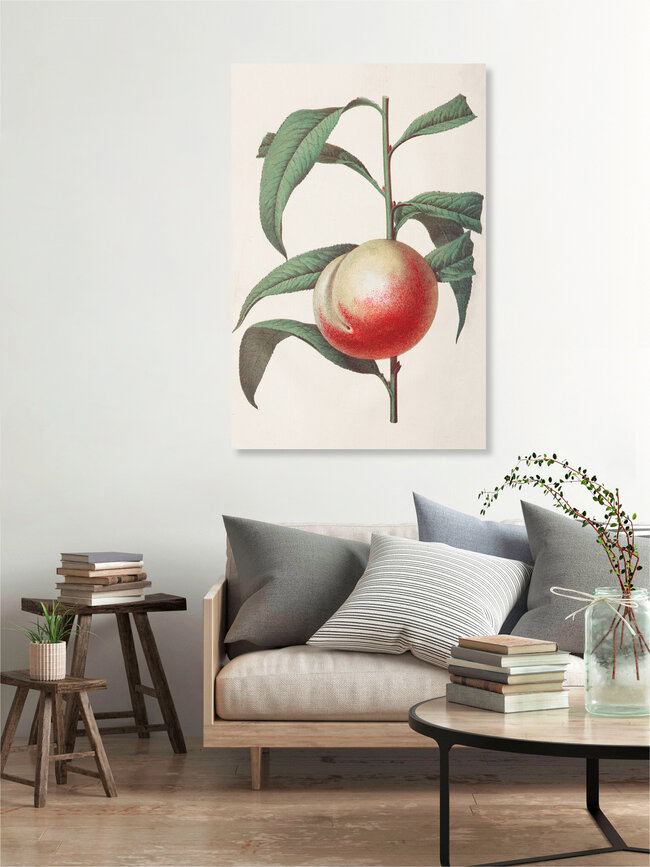 Wandbild 'Vintage Illustration Pfirsich' – Kunst von Vintage Nature Graphics als Poster oder Acrylglasbild