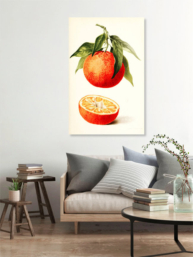 'Vintage illustration orange' – Wall Art by Vintage Nature Graphics as Poster or Acrylic Glass Print
